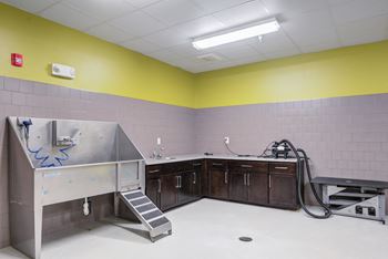 Pet spa with doggie treadmill